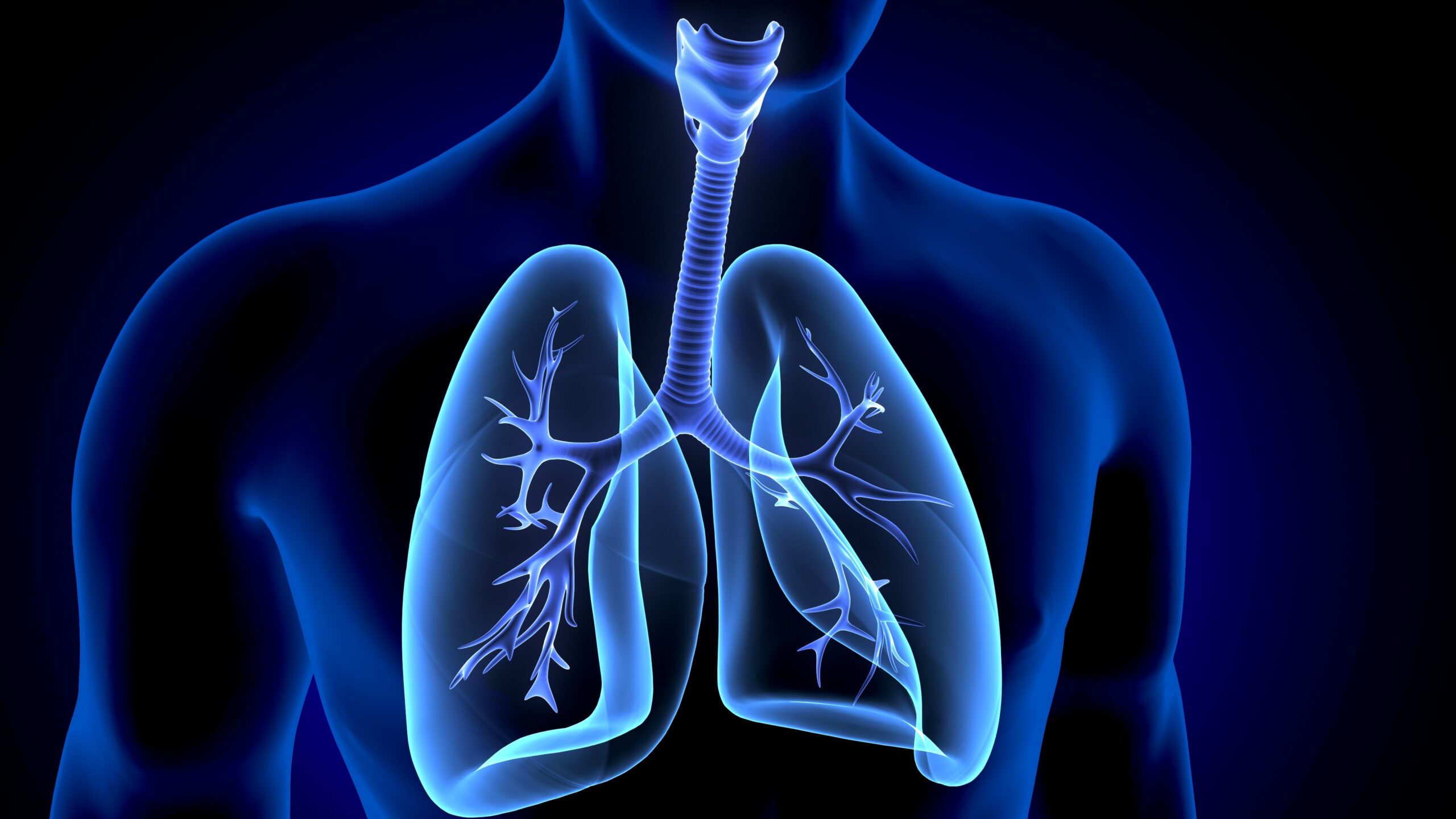 3d illustration of human body lungs anatomy