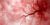 Abstract red blood vessel network on light background